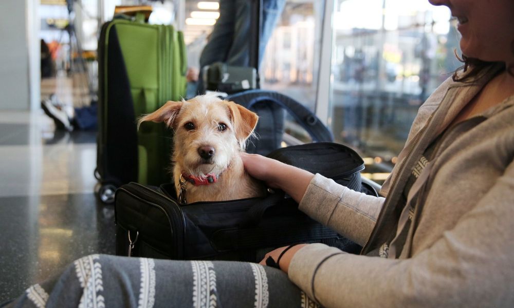 Baggage Allowance for Pets