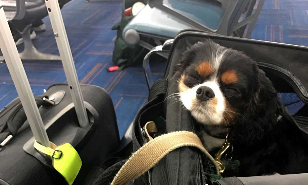 Finnair Baggage Allowance for Pets