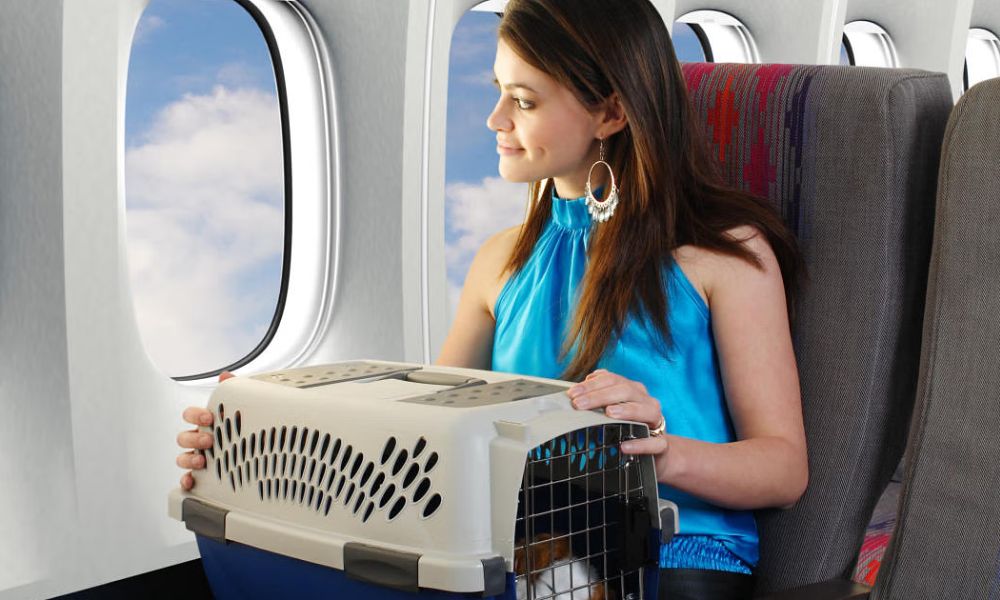 Traveling with Your Pets