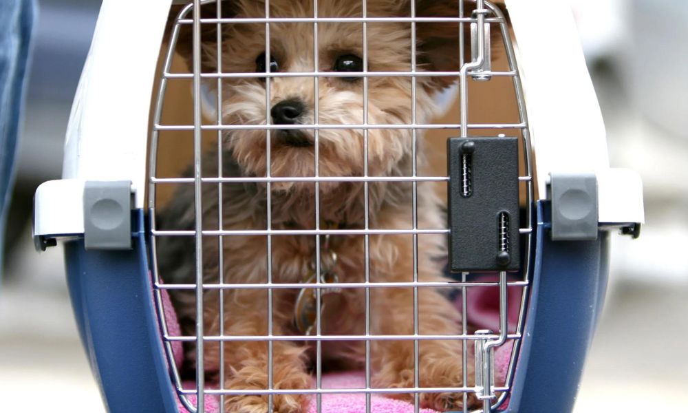 Baggage Policy for Pets on Air North