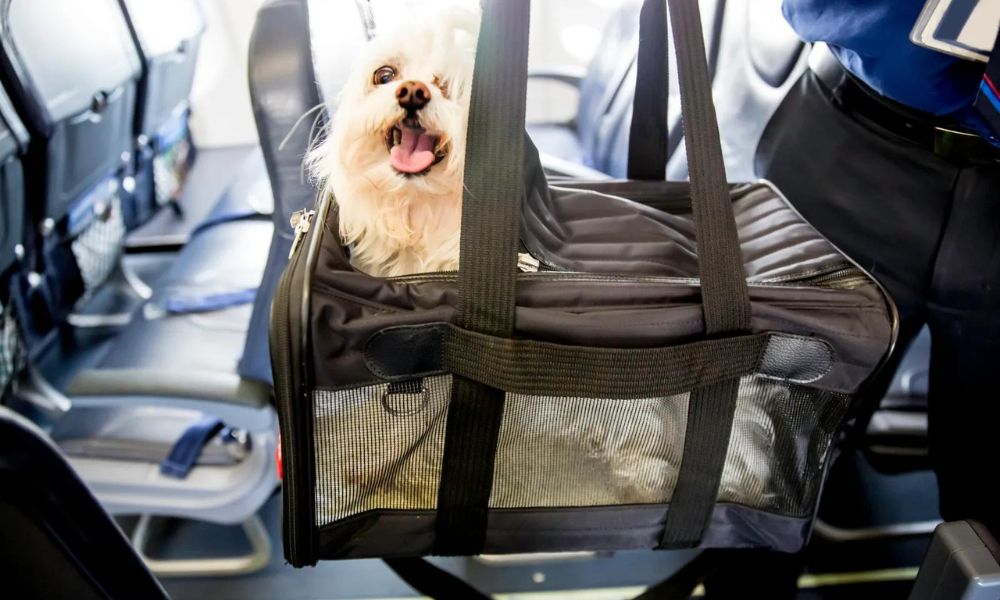 Delta Baggage Allowance for Pets