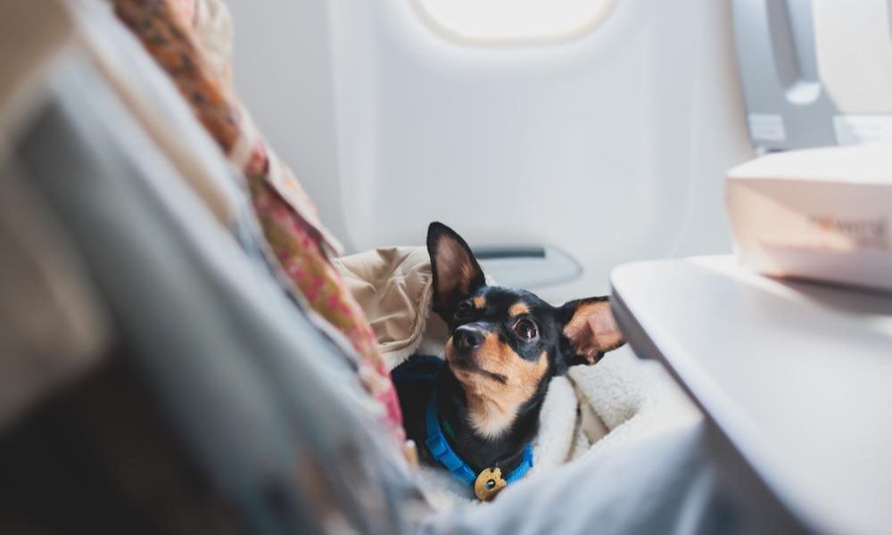 Jetstar Pet Baggage Rules
