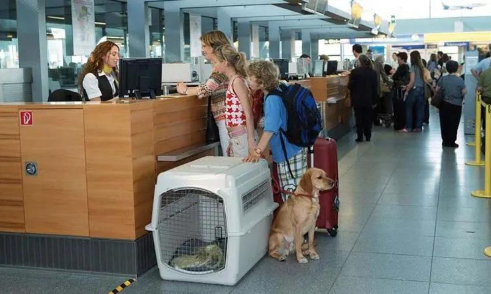 Pet Baggage Allowance & Fees Guidelines