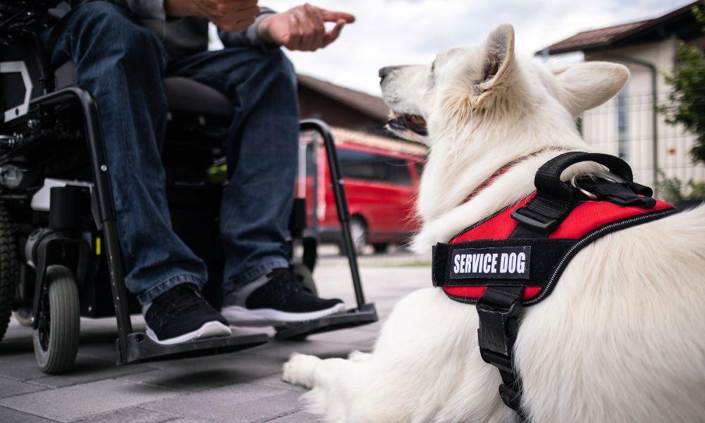 Regulations for Traveling with Service Animal 