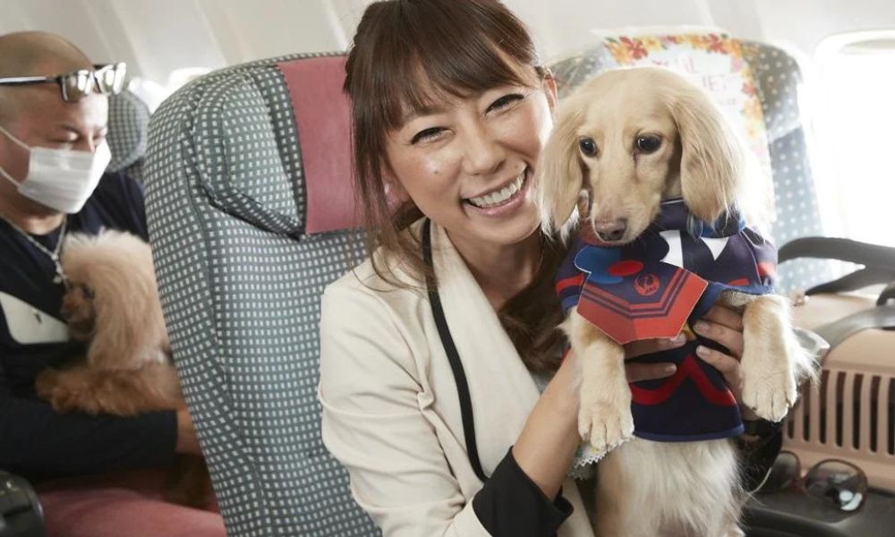 jal airlines pet policy