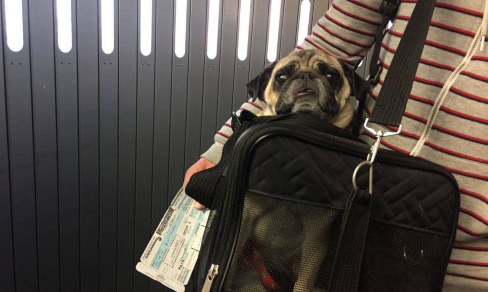 Iberia Baggage Allowance for Pets