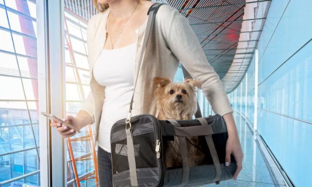 Pets as Check Baggage