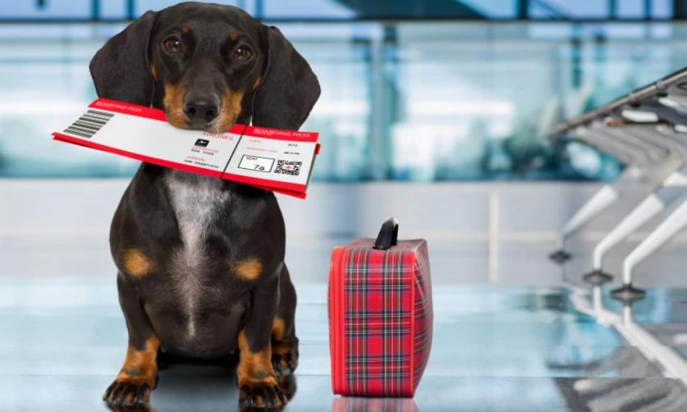 Traveling with Pets in Mahan Air